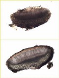 Blennothallia crispa image