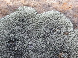 Dimelaena oreina image