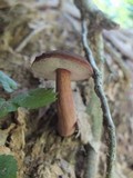 Gyroporus castaneus image