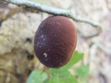 Gyroporus castaneus image