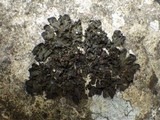 Collema latzelii image