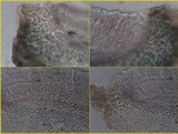 Collema latzelii image