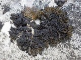 Collema auriforme image