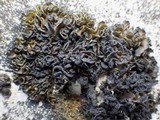Collema auriforme image