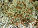 Trapeliopsis granulosa image
