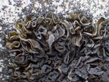 Collema auriforme image