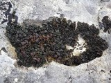Collema polycarpon image