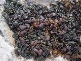 Collema polycarpon image