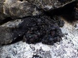 Collema tenax var. tenax image