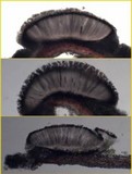 Phaeographis dendritica image