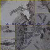 Phaeographis dendritica image