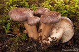 Lactarius trivialis image