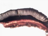 Phaeographis dendritica image