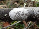 Phaeographis dendritica image