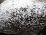 Phaeographis dendritica image