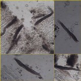 Phaeographis dendritica image
