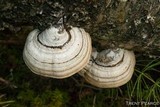 Fomes excavatus image