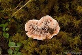 Hydnellum peckii image