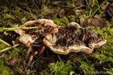 Hydnellum peckii image