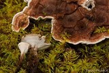 Hydnellum peckii image