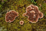 Hydnellum peckii image