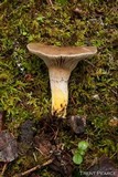 Gomphidius glutinosus image
