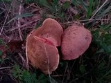Boletus chrysenteron image
