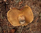 Suillus ponderosus image