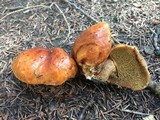 Suillus ponderosus image