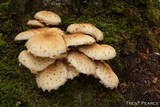 Pholiota squarrosa image