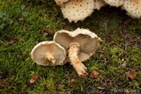 Pholiota squarrosa image