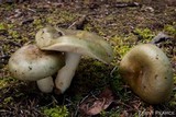 Russula aeruginea image