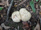 Cortinarius infractus image