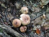 Tricholoma fulvum image