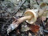 Tricholoma fulvum image