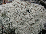 Trapeliopsis granulosa image