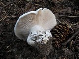 Hygrophorus subalpinus image