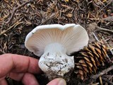 Hygrophorus subalpinus image