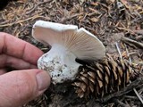 Hygrophorus subalpinus image