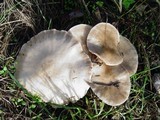 Pluteus petasatus image