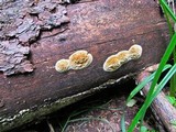 Pycnoporellus alboluteus image