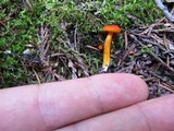Hygrocybe miniata image