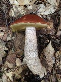 Leccinum insigne image