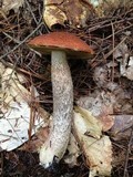 Leccinum insigne image