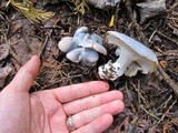 Albatrellus flettii image