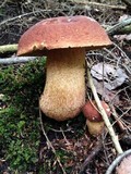 Boletus subcaerulescens image