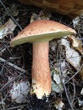 Boletus subcaerulescens image