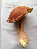 Boletus subcaerulescens image
