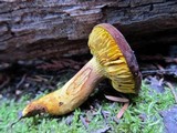 Phylloporus rhodoxanthus image