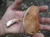 Austroboletus gracilis image